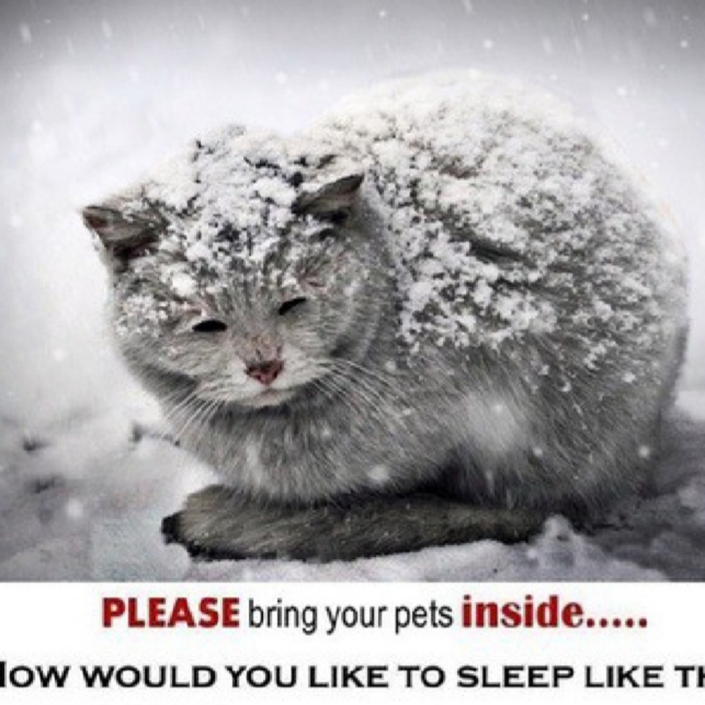 🐱COLD WEATHER 🐶 Please Share💕 - Picture 2 of 3